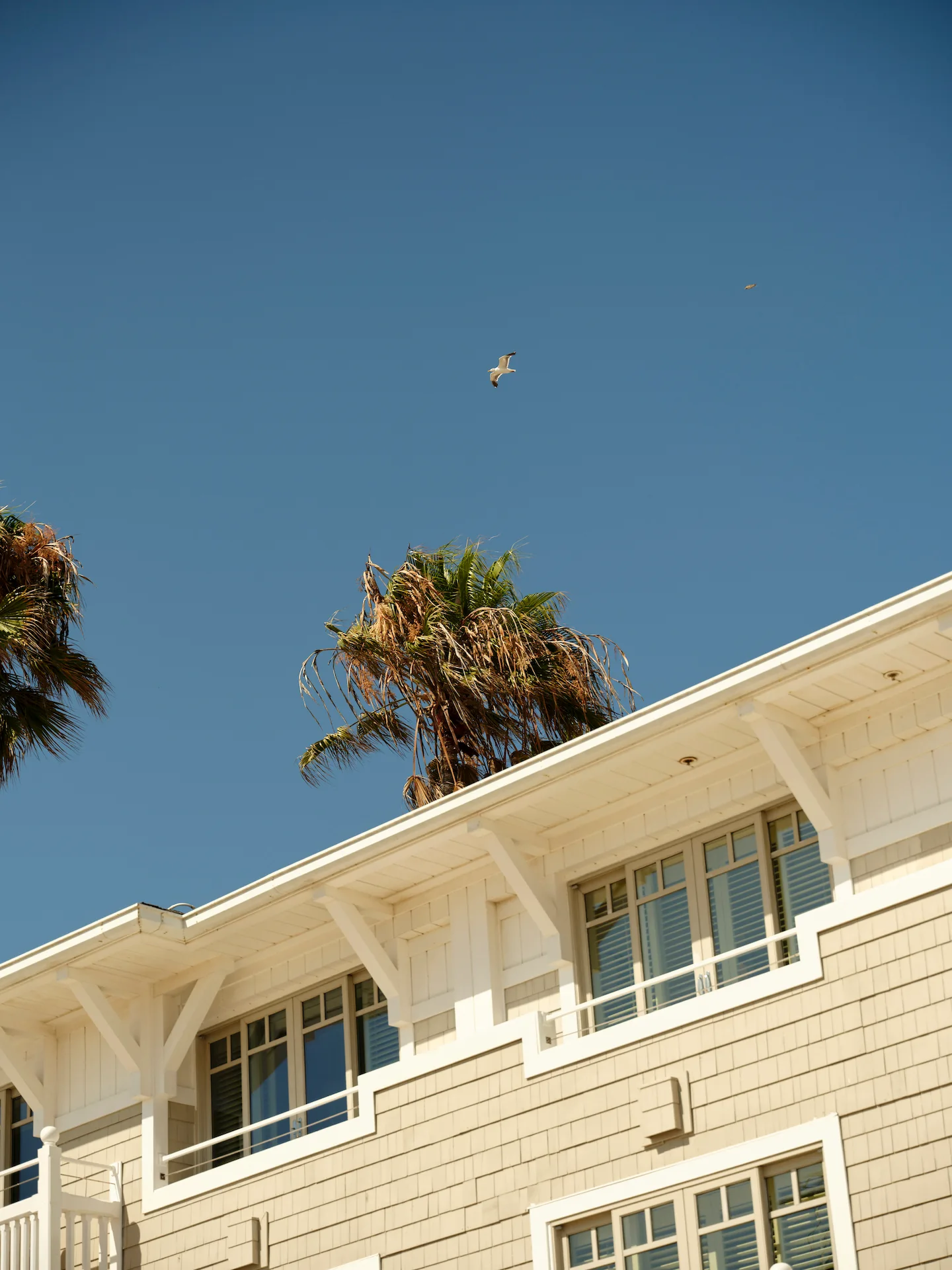 Light beige coastal building with white trim and palm trees, seagull soaring against clear blue sky.