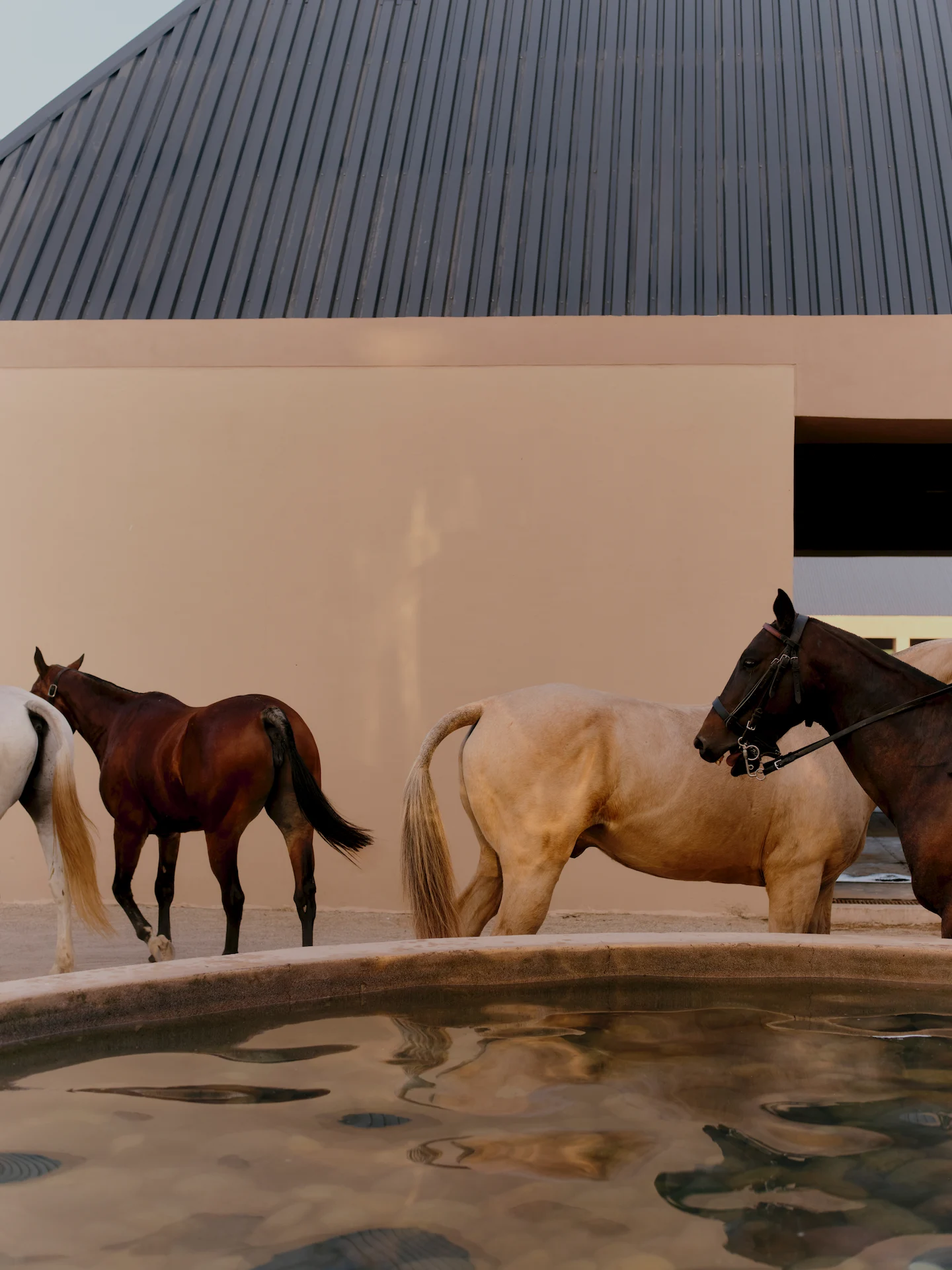 Horses standing beside a reflective water feature outside a modern stable building