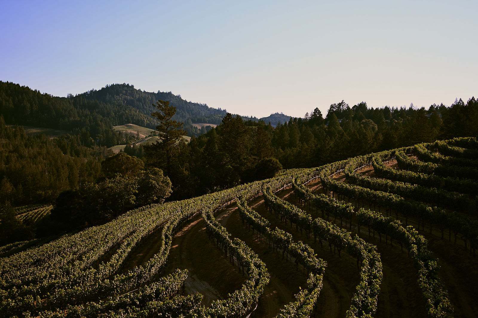 Rosewood Calistoga 1 image